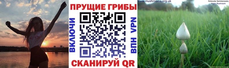 Галлюциногенные грибы мухоморы  наркотики  Гдов 